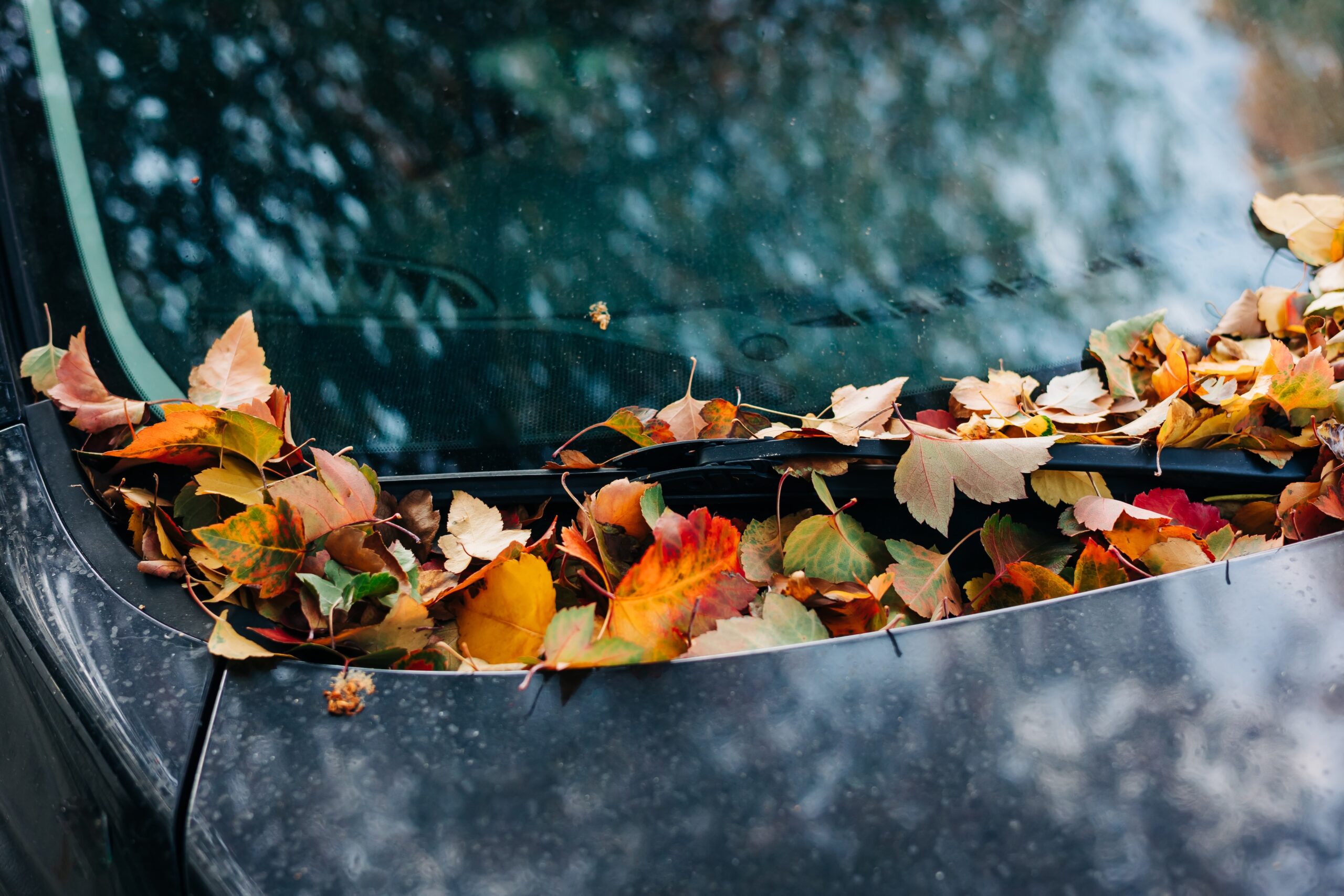 Closeup of a parked car's windshield with fall leaves piled up around the windshield wipers.